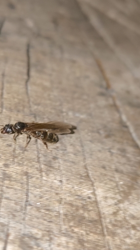Small-headed tree ant