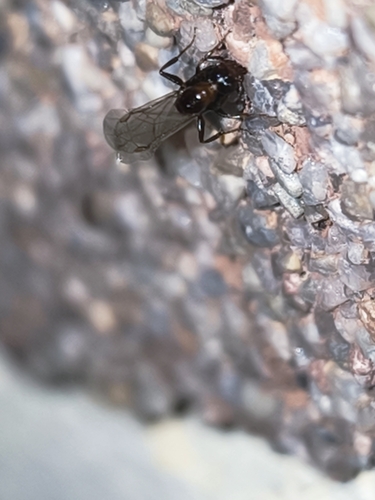 European Gate-keeper Ant