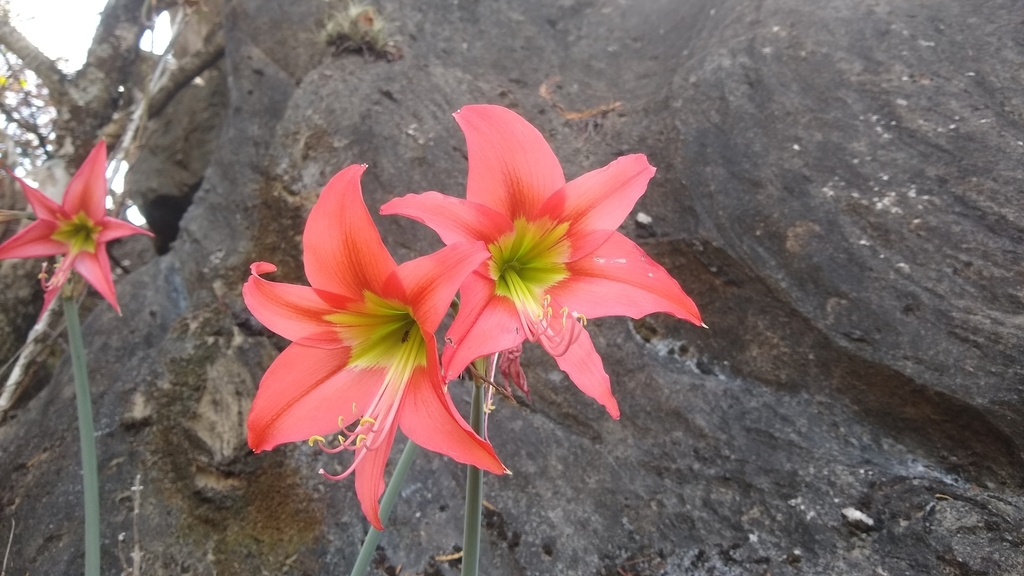 Barbados Lily (Hippeastrum puniceum)  iNaturalist