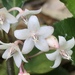 Ardisia - Photo (c) Grayson Sasser, all rights reserved, uploaded by Grayson Sasser