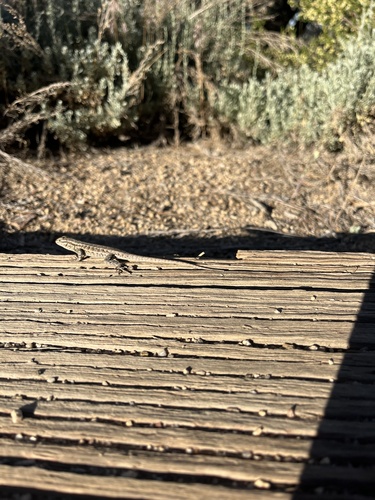 iNaturalist observation photo of Common Sagebrush Lizard