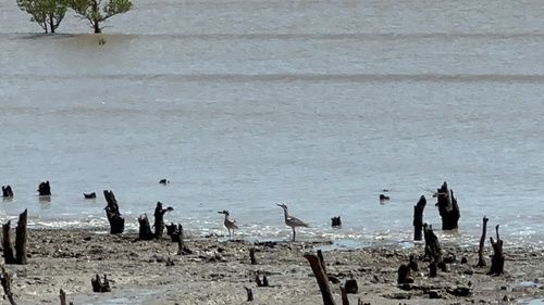 Beach Stone-curlew