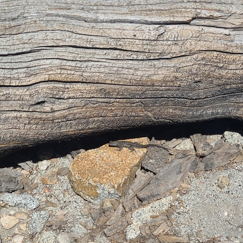 iNaturalist observation photo of Common Sagebrush Lizard