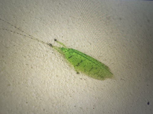 Stenampyx annulicornis