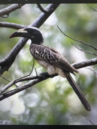 African Gray Hornbill