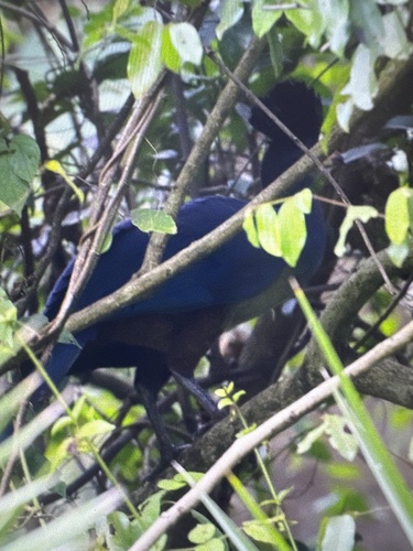 Great Blue Turaco