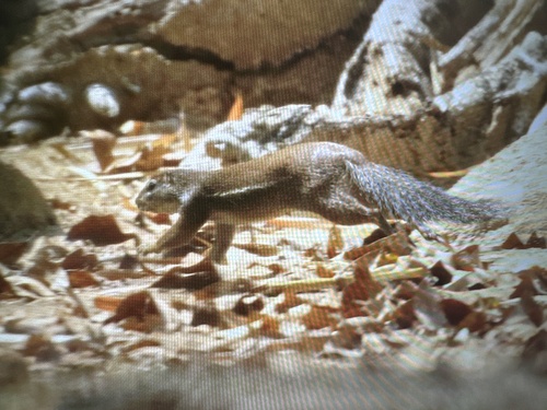 Striped Ground Squirrel