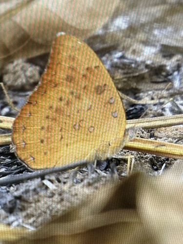 Guineafowl Butterfly