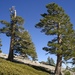 Pinus - Photo (c) j-stauffer, כל הזכויות שמורות, הועלה על ידי j-stauffer