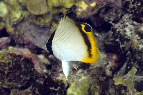 Vagabond Butterflyfish