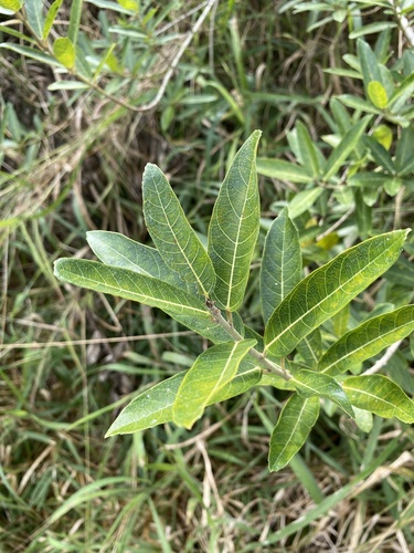 Rough-Leaved Fig Tree