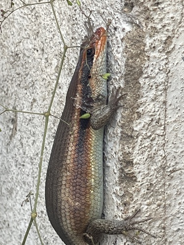 Wahlberg’s Striped Skink