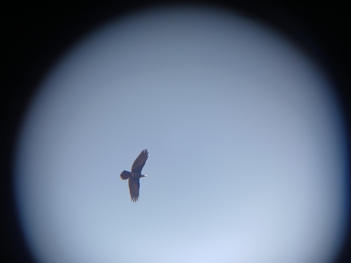 Common Raven