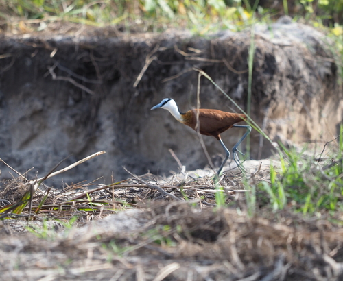 African Jacana