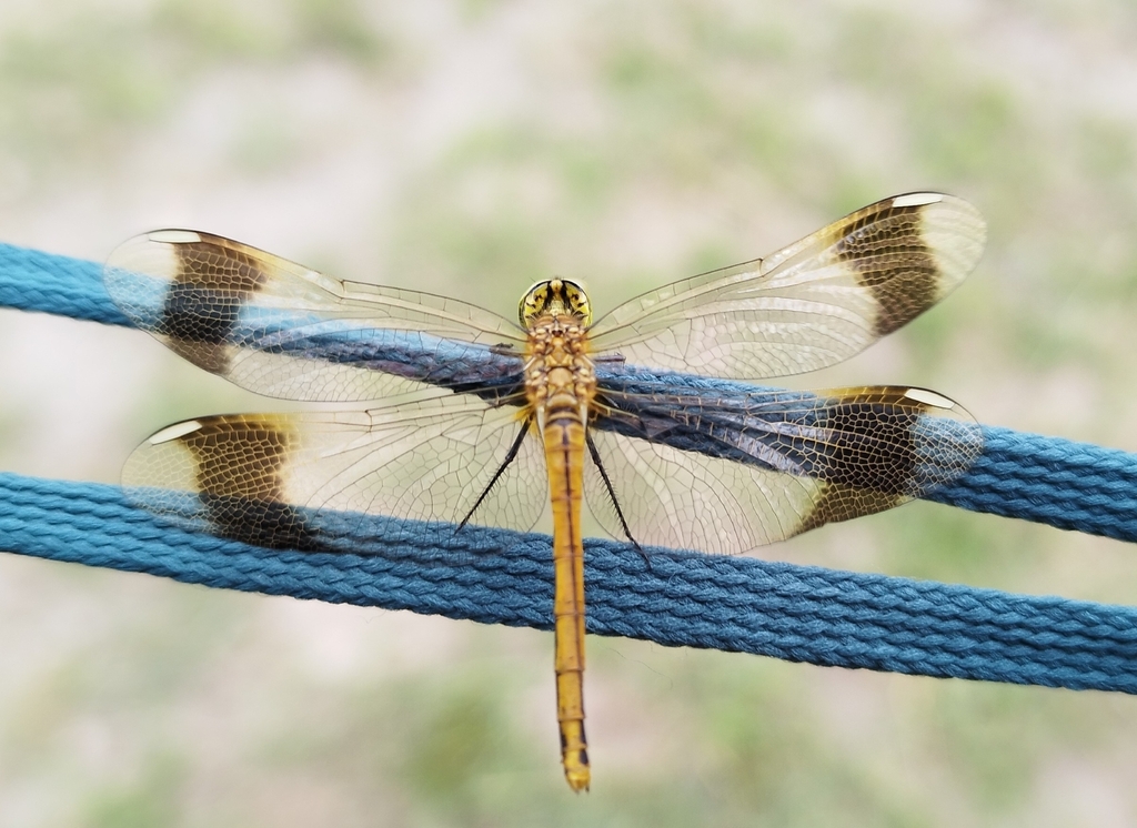 Banded Darter from Bayannuur, Bulgan, Mongòlia on June 24, 2024 at 10: ...
