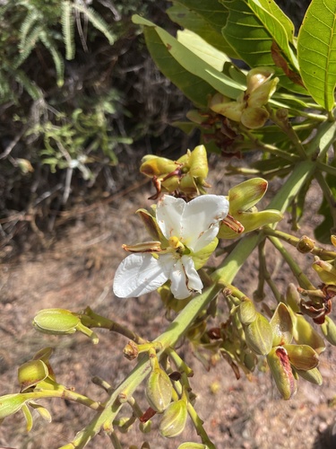 Salvertia convallariodora