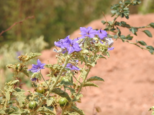 Sierra Madre nightshade