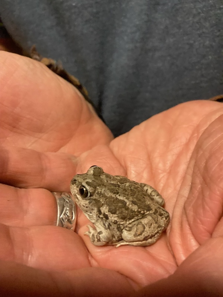 Great Basin Spadefoot in June 2024 by Vanessa Schroeder · iNaturalist