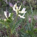Astragalus scopulorum - Photo 由 InfamousArgyle 所上傳的 (c) InfamousArgyle，保留所有權利