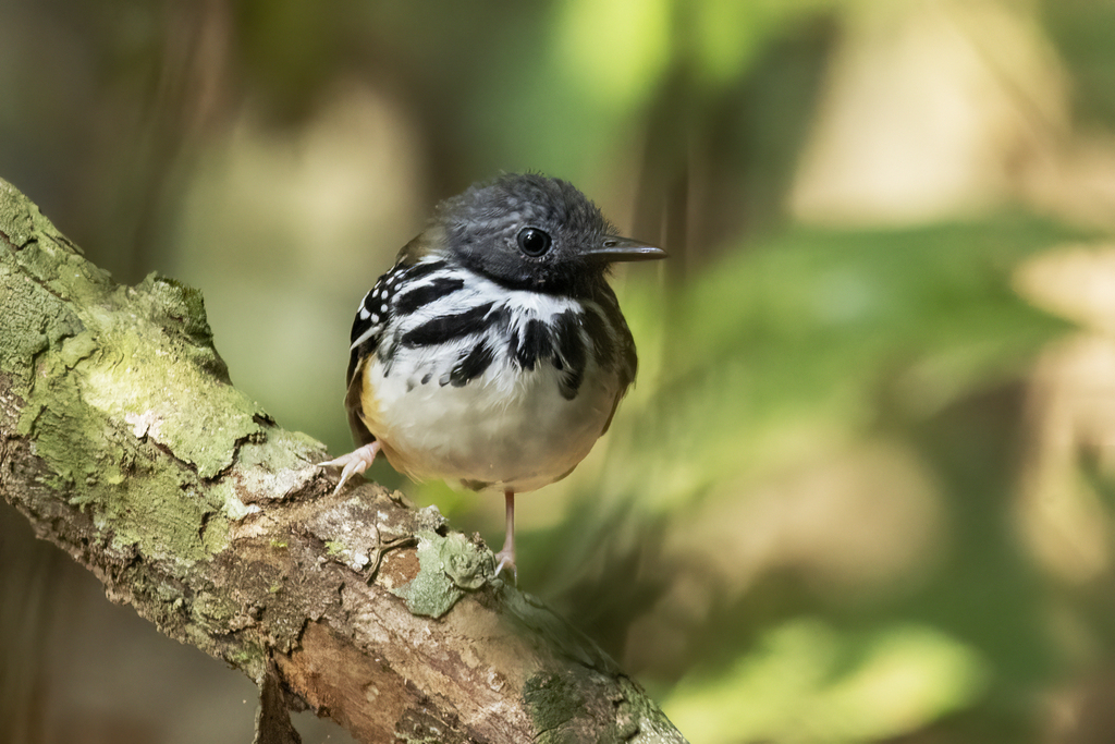 Spot-backed Antbird photo