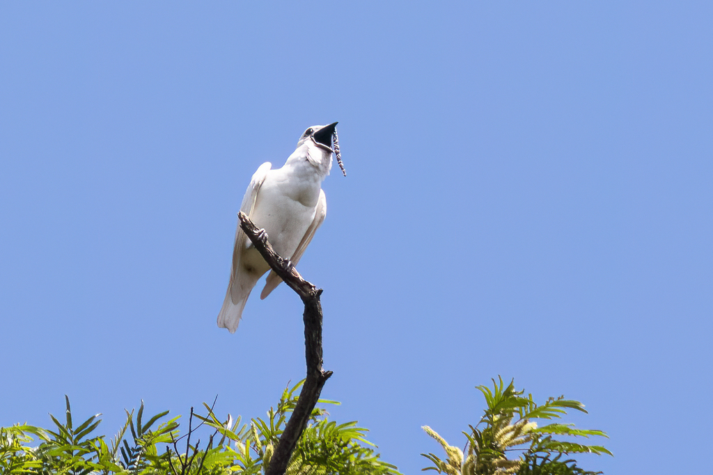 White Bellbird photo