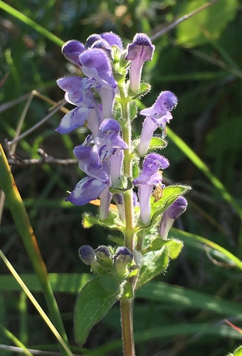 Scutellaria elliptica var. elliptica