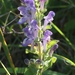 Downy Skullcap - Photo (c) jtuttle, all rights reserved, uploaded by jtuttle