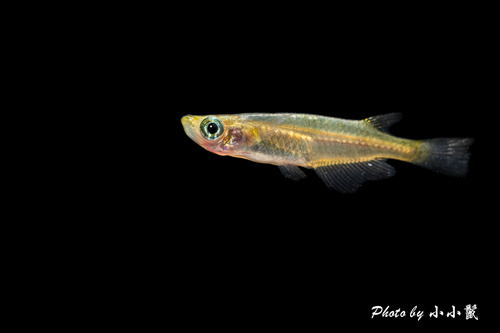 Oryzias sinensis Chen, Uwa & Chu, 1989