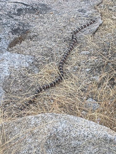 iNaturalist observation photo of California Mountain Kingsnake