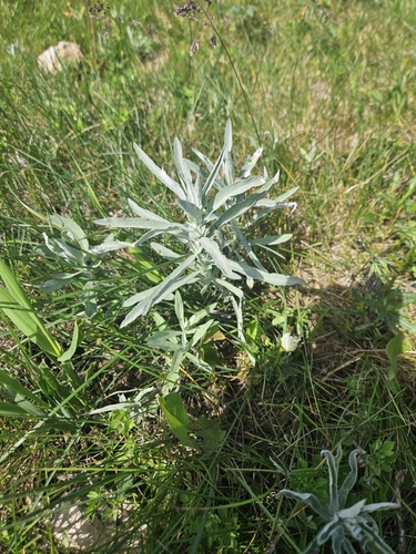 Silver Wormwood
