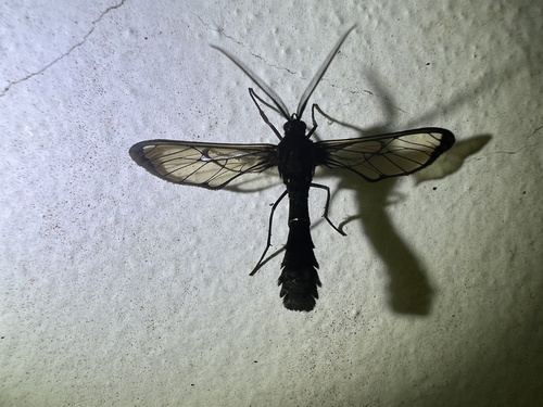 Mallodeta simplex