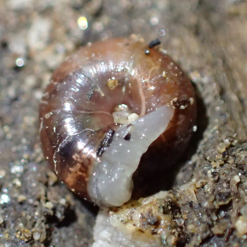 Quick Gloss Snail