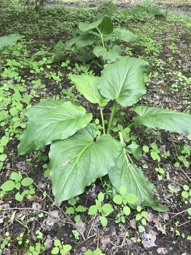 Eastern Skunk Cabbage — photo 1