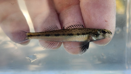 Channel Darter
