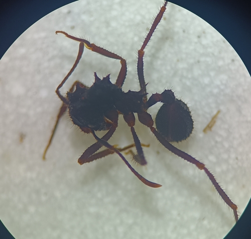 Mycetomoellerius urichiiMycetomoellerius urichii