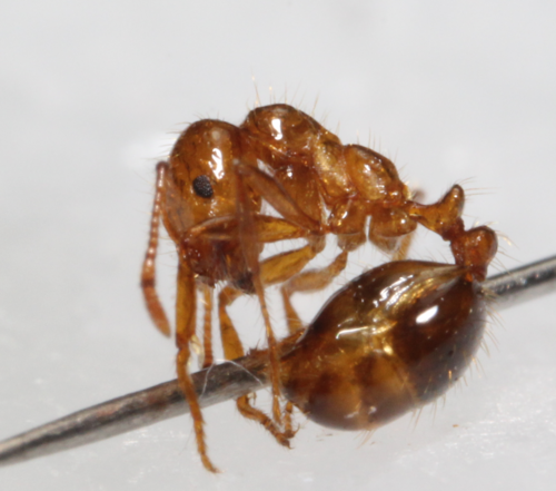 巨工火蚁Solenopsis megergates