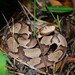 Eastern Copperhead - Photo (c) Eoghan Irwin, all rights reserved, uploaded by Eoghan Irwin