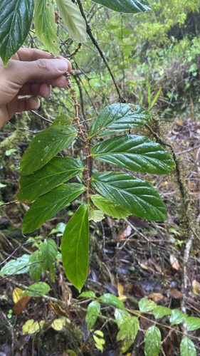 Begonia lignescens