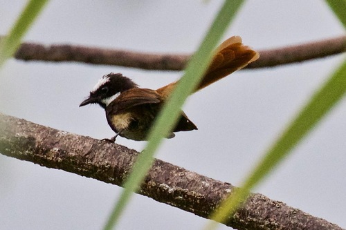 Mussau Fantail (Rhipidura matthiae) · iNaturalist