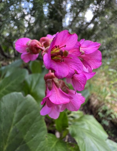 Elephant's-ears