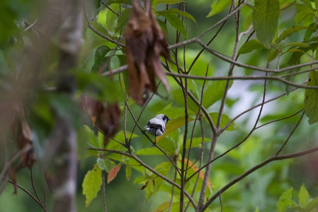 Mussau Monarch photo