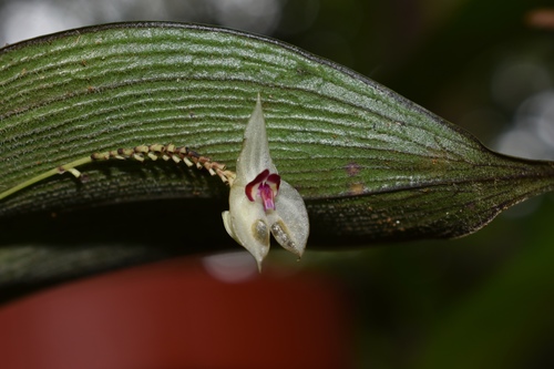 Lepanthes