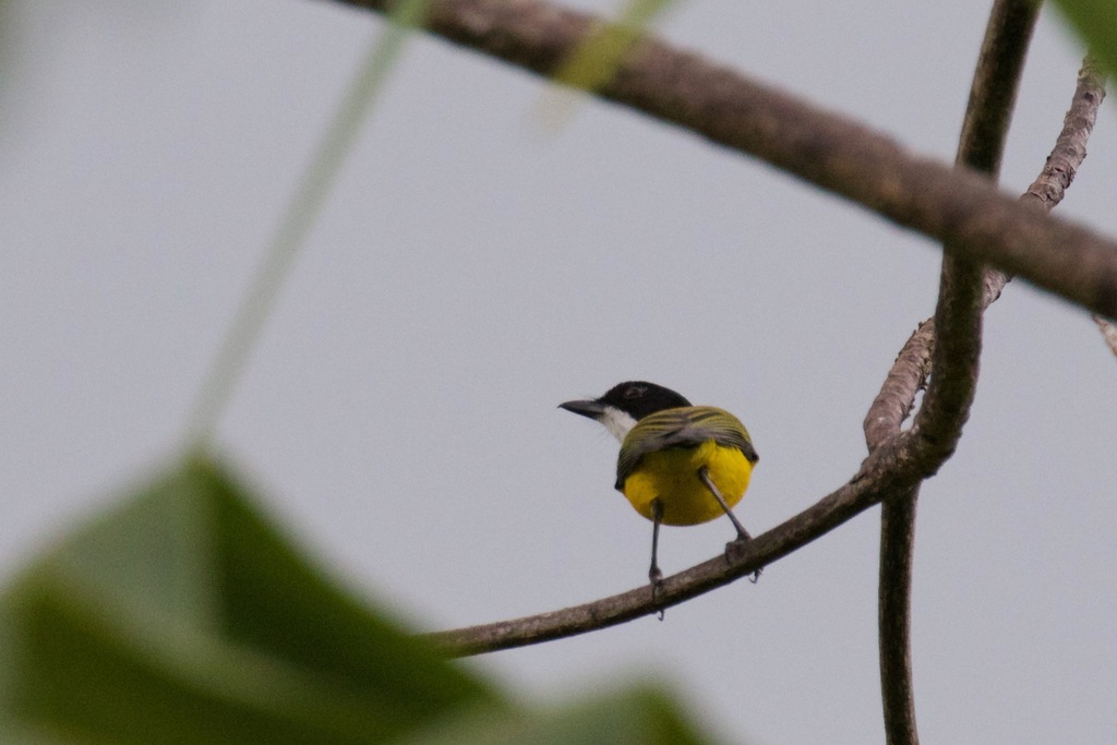 Bismarck Whistler (Pachycephala citreogaster) photo