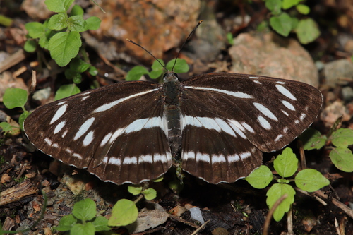 Neptis philyroides
