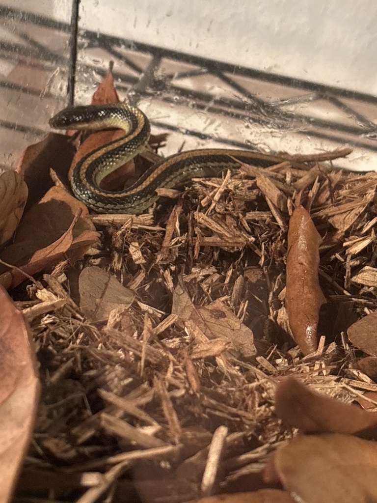 Texas Patch-nosed Snake from Canyon Lake, Canyon Lake, TX, US on June ...