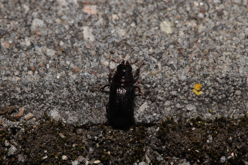 Ceruchus minor