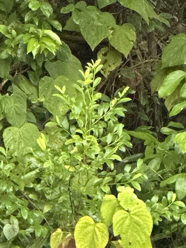Orange Jasmine