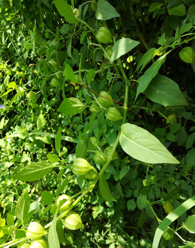cutleaf groundcherry