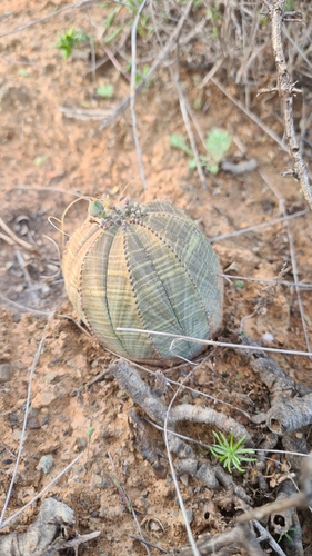 Euphorbia obesa ssp. obesa