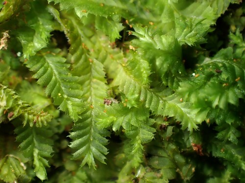 Cryptolophocolea trialata